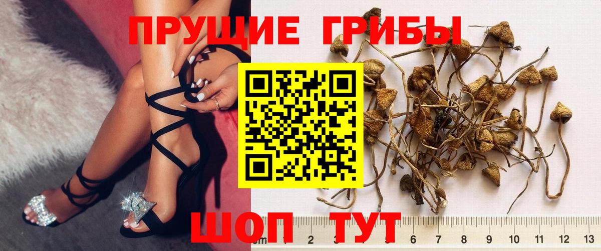 Псилоцибиновые грибы GOLDEN TEACHER Геленджик